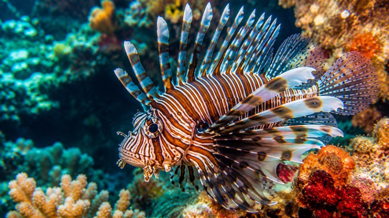 A colorful sea life scene