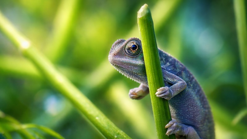 A tiny chameleon on a stem