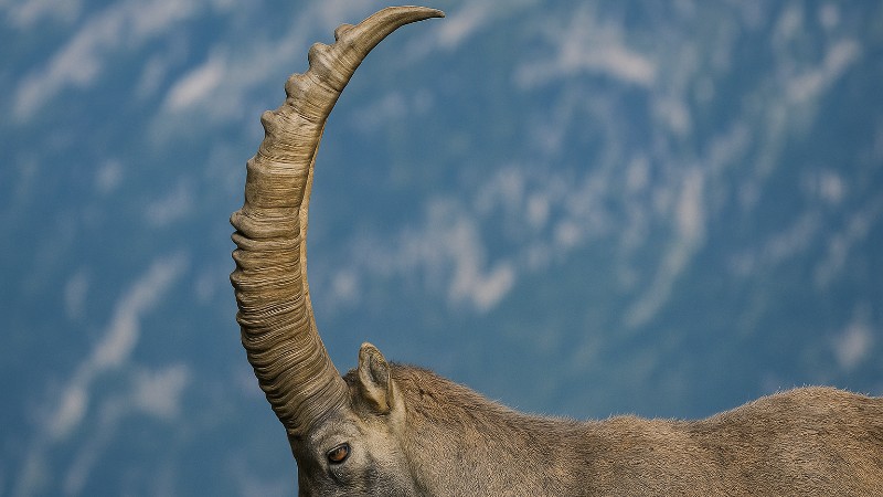 Alpine Ibex in Mountain Serenity 