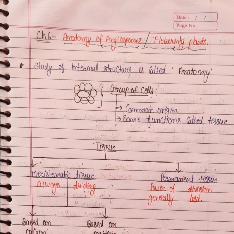 Anatomy of angiosperms 