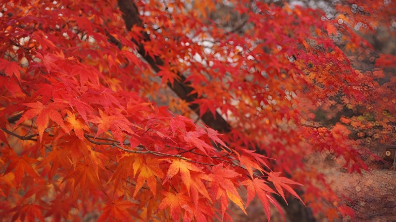 Autumn hues of Japanese maple leaves