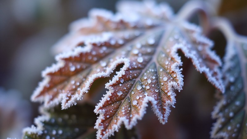 autumn leaves covered in delicate frost crystals