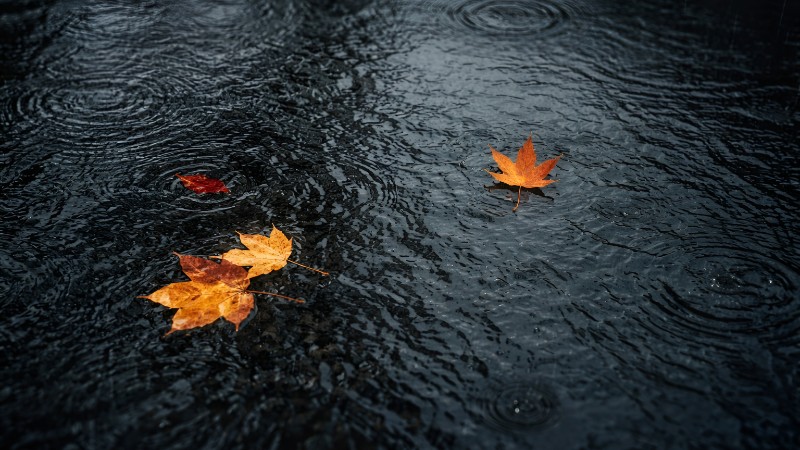 Autumn leaves on a rainy surface
