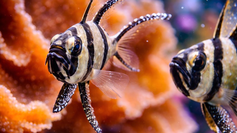 Banggai cardinalfish in vibrant reef