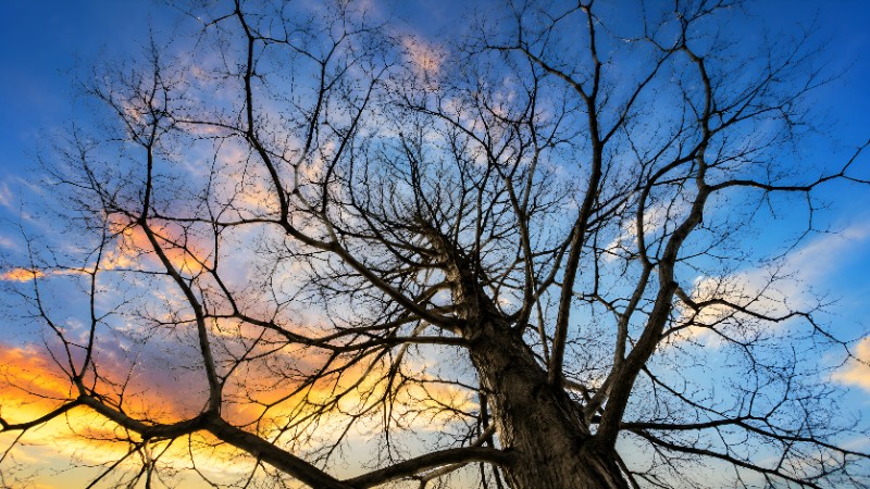 Bare tree branches against sunset sky