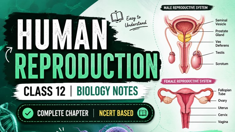Biology human reproduction notes