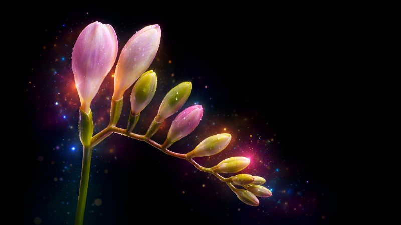 Blooming freesia with glowing bokeh