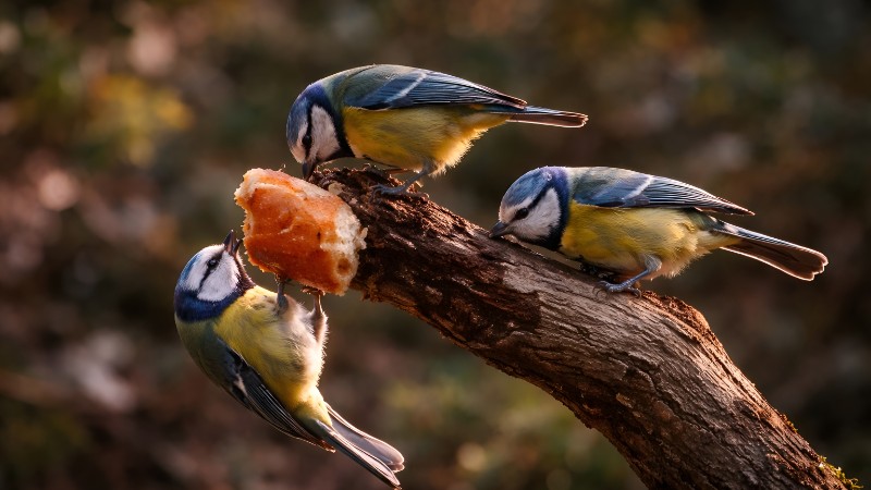 Blue tits on a mossy branch