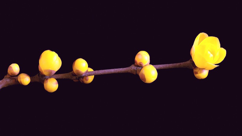 Branches with Yellow Buds