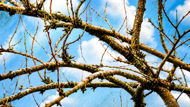 Budding branches against cloudy spring sky