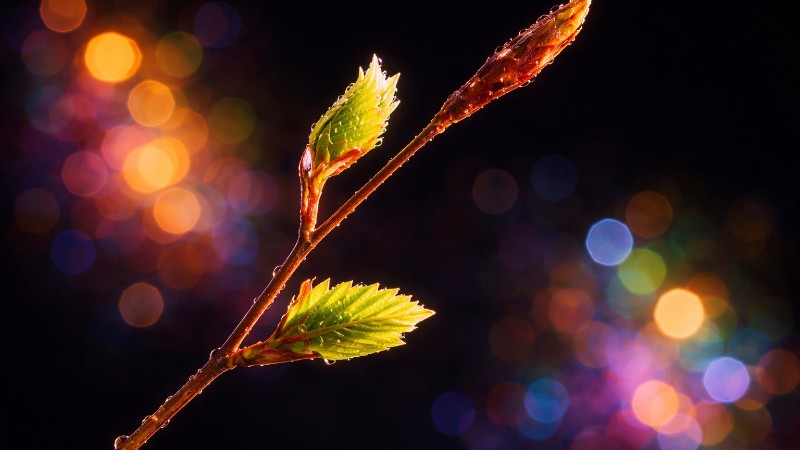 Budding twig with fresh green leaves