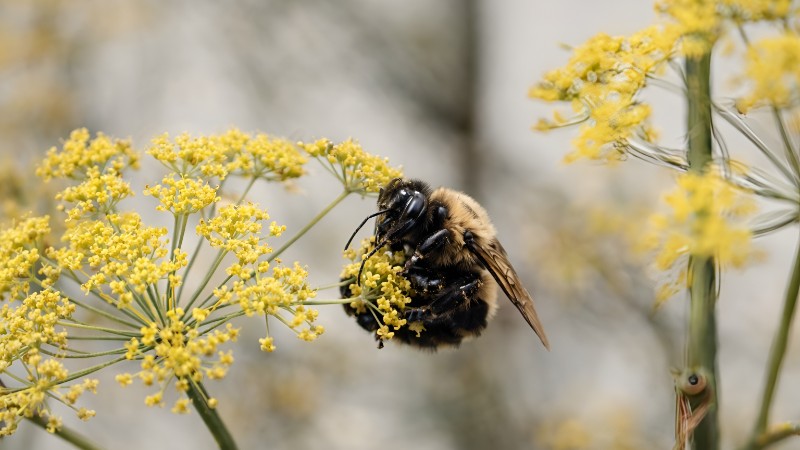 Bumblebee feeding on yellow flowers