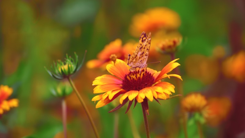 butterly
