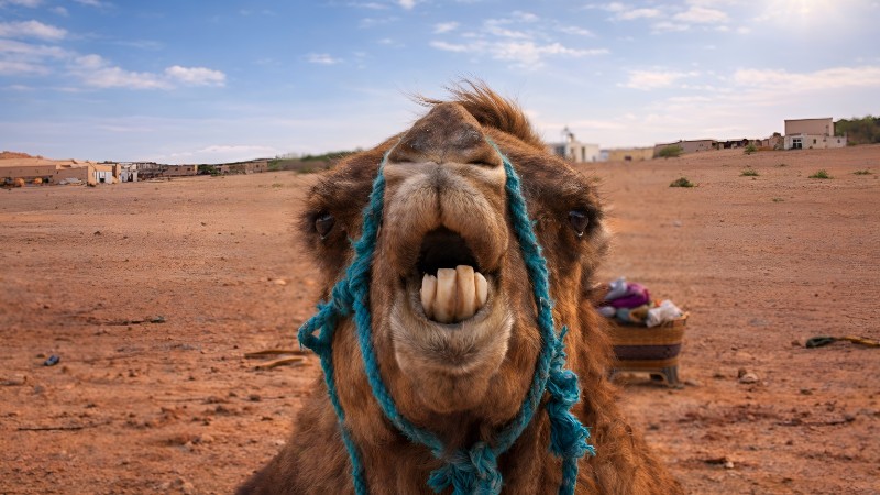 Camel in the desert sun