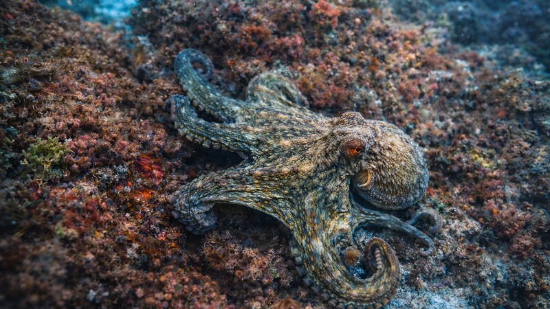 Camouflaged octopus on coral reef
