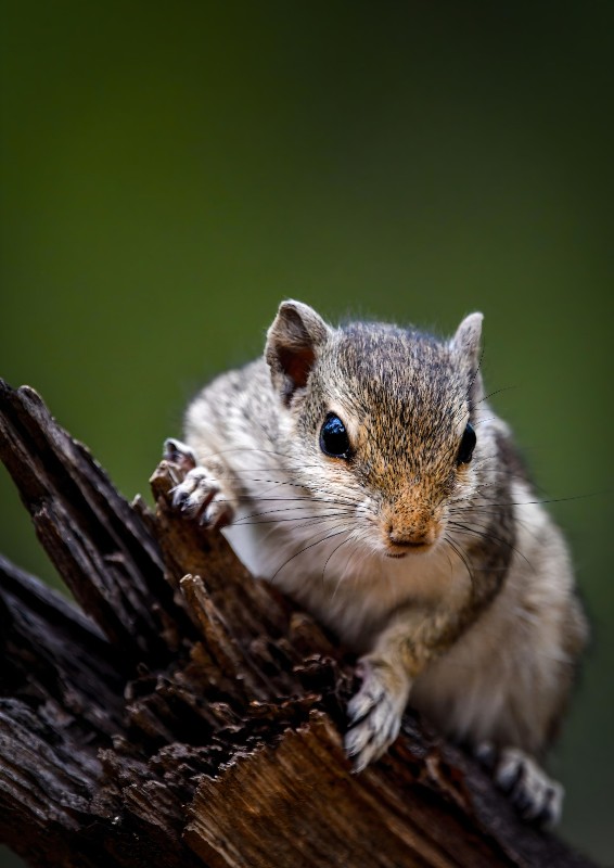 Curious chipmunk on woodland