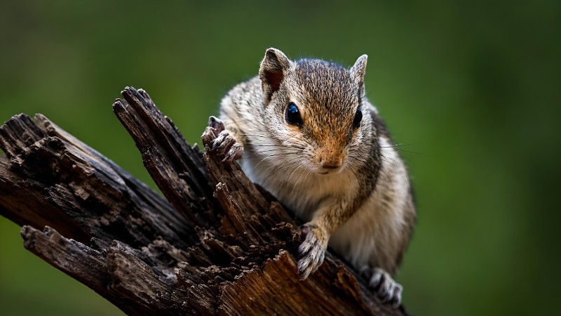 Curious chipmunk on woodland 