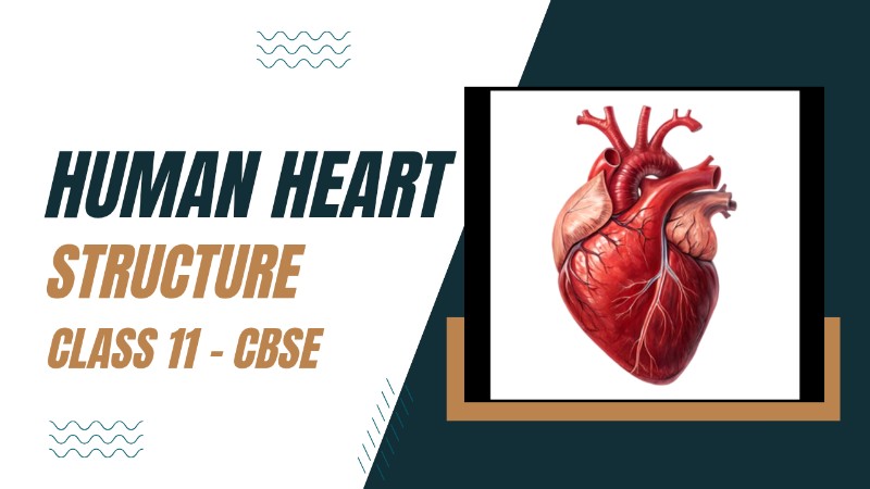 Human Heart-class 11 CBSE presentation 