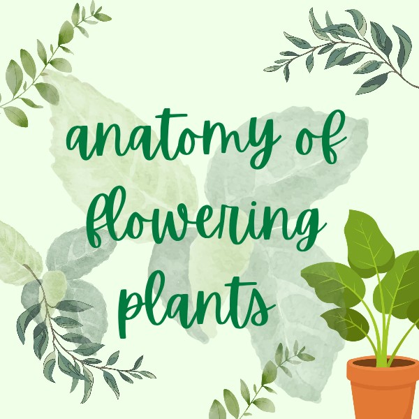 Anatomy of flowering plants 