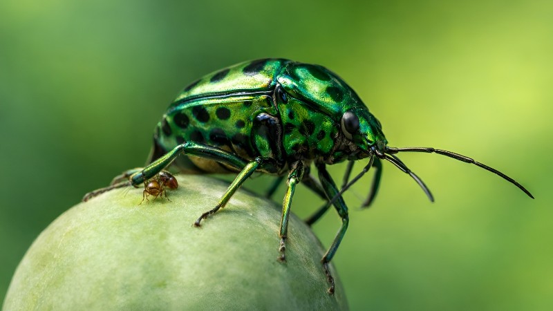 Metallik haraith beetle on fruit