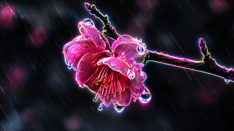 Neon blossoms in the rain