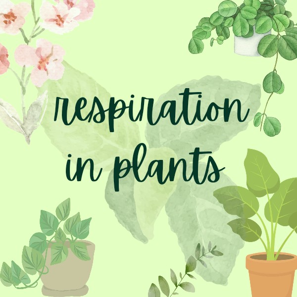 Respiration in plants 