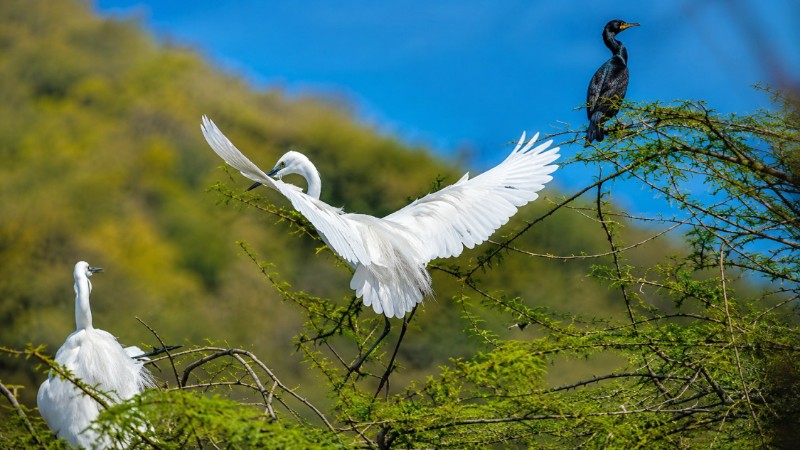Serene birdwatching in a lush habitat